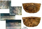 Раковина Neochonetes carboniferus Keyserling.