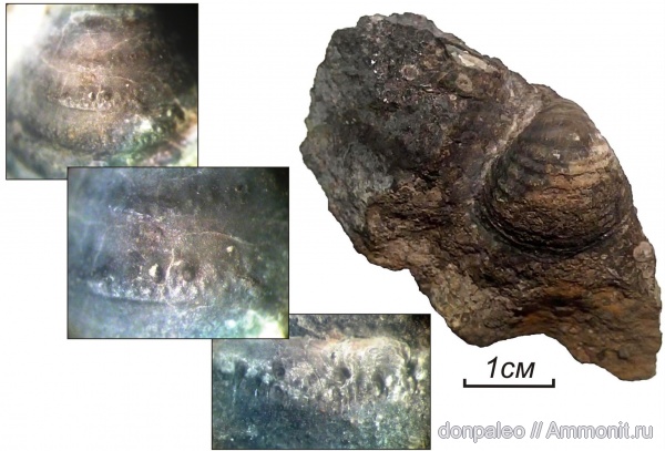 брахиоподы, карбон, московский ярус, Echinoconchidae, замковые