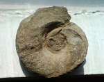 Endolobus spectabilis (Meek et Worthen, 1860)
