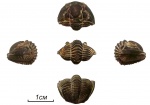 Свернувшийся трилобит Pseudophillipsia sp.