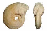 Paschydistus oldhami (Sharpe, 1855)