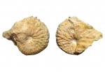 Hoploscaphites constrictum constrictum (Sowerby, 1818)