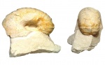 Anapachydiscus wittekindi (Schluter, 1876)