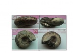 Craspedites kaschpuricus