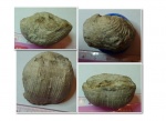 Admoskovia sp.