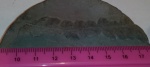 Reticilopteris sp.