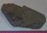 Sphenophyllum sp.