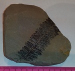Neuropteris sp.