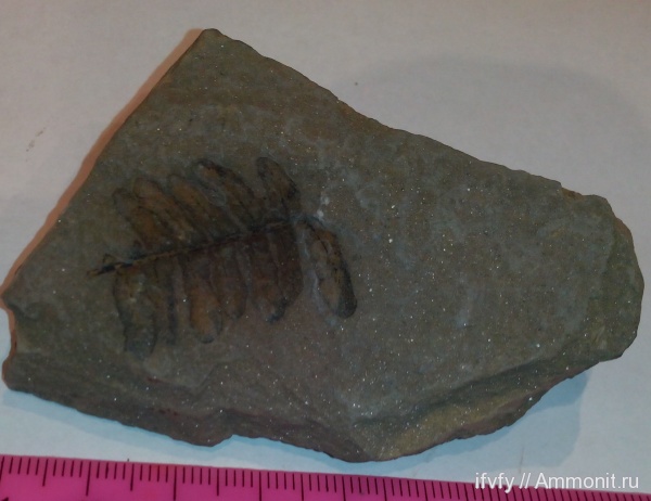 Neuropteris, башкирский ярус, каброн