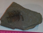 Neuropteris sp.
