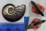 Lunuloceras sp.