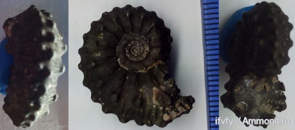 Kosmoceras, Kosmoceras gemmatum