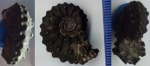 Kosmoceras gemmatum