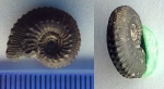 Малютка Kosmoceras