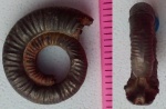 Binatisphinctes mosquensis
