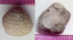 Echinoconchus subelegans