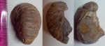 Gryphaea