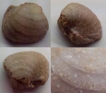 Echinoconchus subelegans