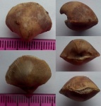 Theodossia sp.