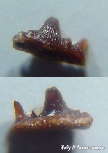 карбон, Stethacanthus