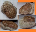 Asaphus lepidurus