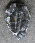 Линочный панцирь Elrathia kingii
