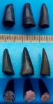 Holoptychius sp.