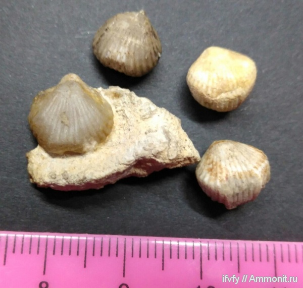 Rhynchopora, Rhynchopora geinitziana