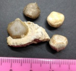 Rhynchopora geinitziana