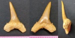 Striatolamia ???
