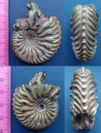 Cardioceras quadrarium