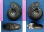 Funiferites sp.