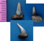 Paraorthacodus recurvus