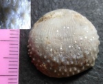 Terrakea hemisphaeroidalis