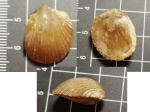 Orthis callactis ?