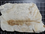 Lycoptera davidi