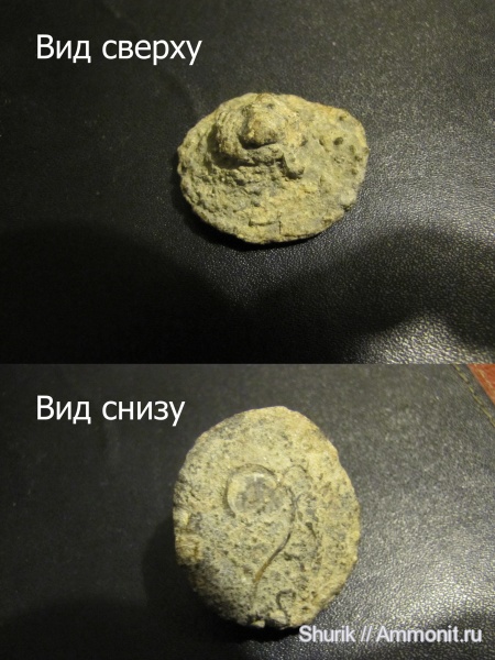 Подскажите, пожалуйста, что это?