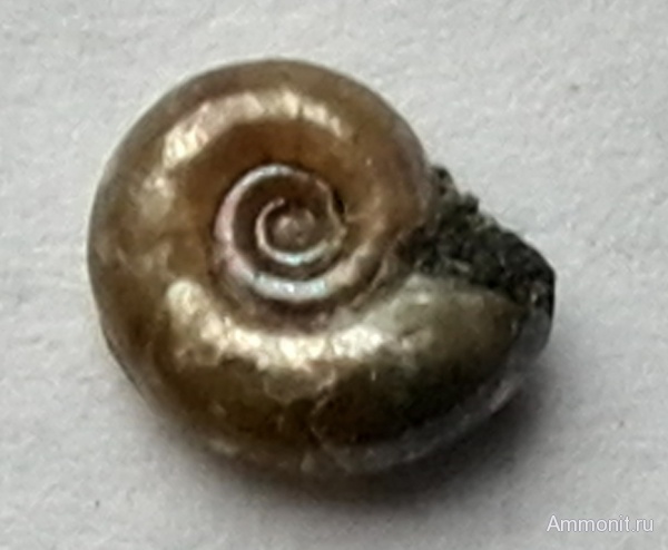 аммониты, мел, Ammonites, Cretaceous