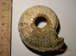 Amoeboceras sp.