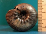 Craspedites sp. с р.Черемухи Craspedites sp. с р.Черемухи