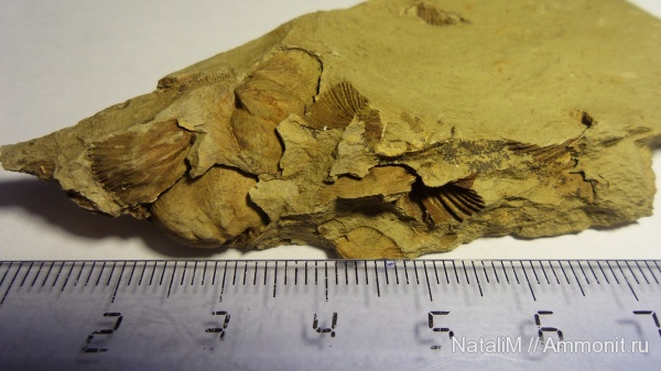 брахиоподы, девон, Devonian, Orthida, Новосибирская область