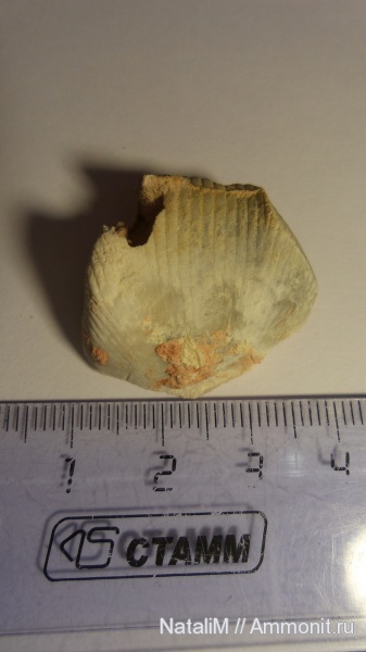 брахиоподы, девон, Devonian, Новосибирская область
