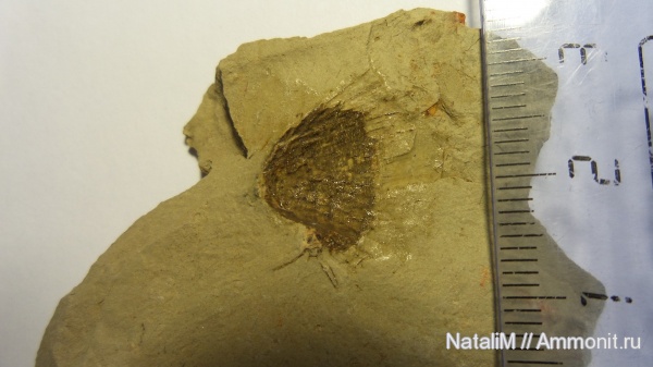 брахиоподы, девон, Devonian, Новосибирская область