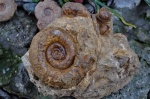 biаsaloceras