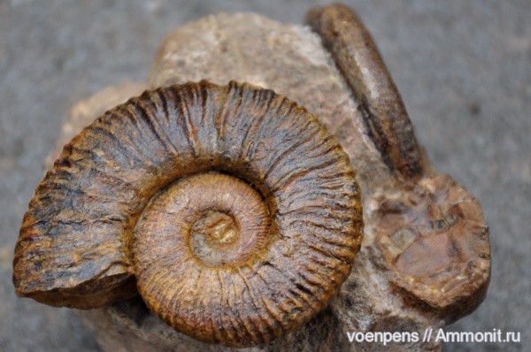 моллюски, юра, готерив, Crioceratites, Верхоречье, Pseudothurmannia, верхний готерив, Jurassic
