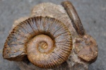 Crioceratites
