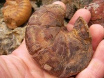 Holcophylloceras из Балаклавы