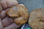аммонит Euphylloceras