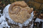 Гетероморфный Crioceratites