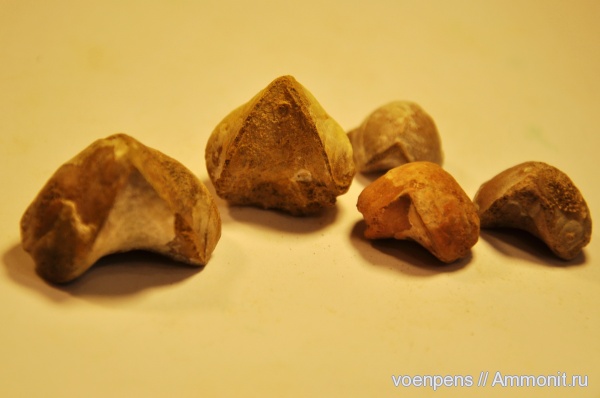 брахиоподы, Крым, баррем, нижний баррем, Lacunosella moutaniana, Lacunosella moutoniana